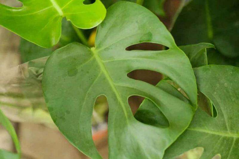 WhatsApp长时间不使用会删除数据吗？